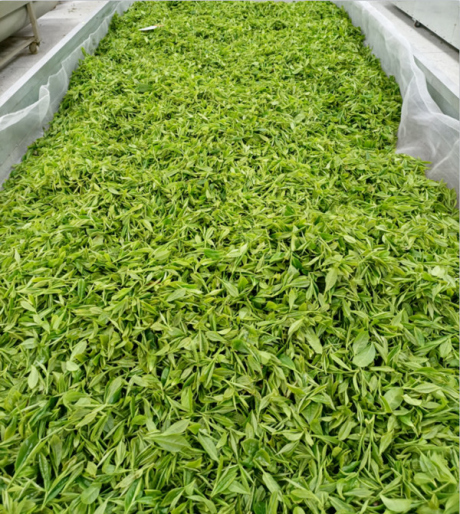 Fournisseur du thé vert chinois (usine du thé brut)