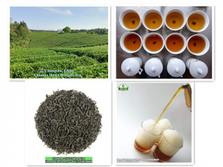 Thé vert de Chine exporté directement par l'usine شاي أخضر - Annodz.com