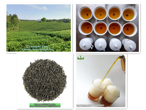 Thé vert de Chine exporté directement par l'usine شاي أخضر
