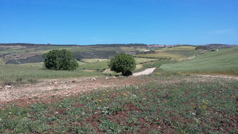 Vente Terrain agricole 18000 m² Oran Ain Kerma
