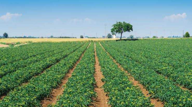 Vente Terrain agricole 40000 m² Tipaza Sidi Rached
