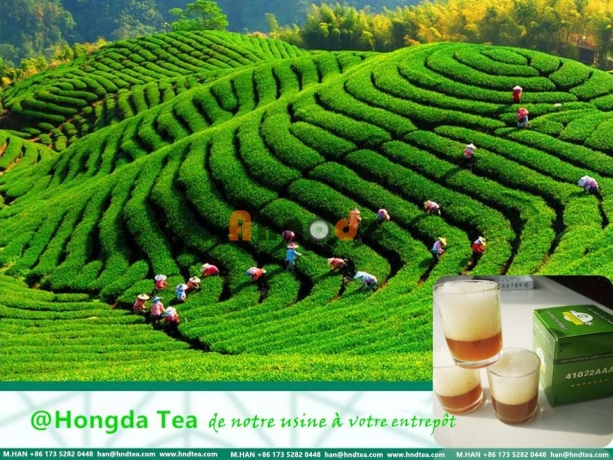 شاي أخضر صيني بأسعار المصنع 41022 ، 4011 ، 9371 ، 3505