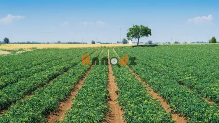 Vente Terrain agricole 100000 m² Tipaza - Annodz.com
