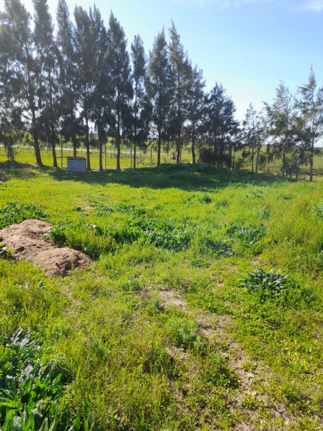 Vente Terrain agricole 4750 m² El-Taref Berrihane