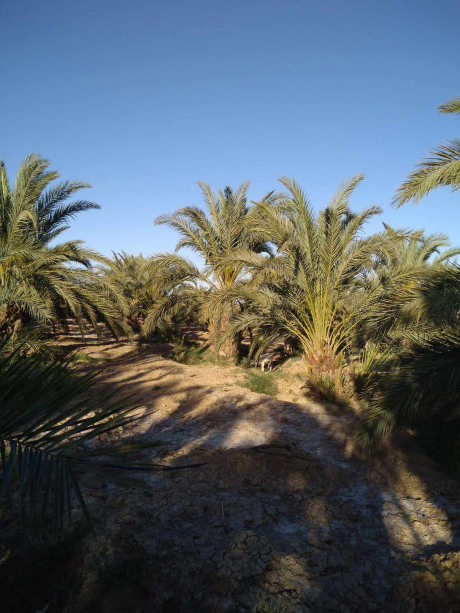 Vente Terrain agricole Biskra El Haouch