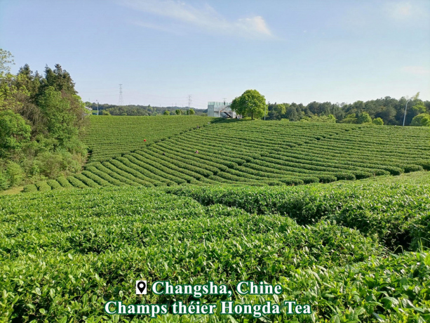  Thé du désert haute qualité الشاي الأخضر الصيني