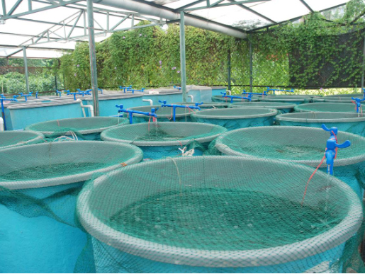 équipements pour l'aqua culture et l'Aliment pour poisson, pour bétail et volaille 